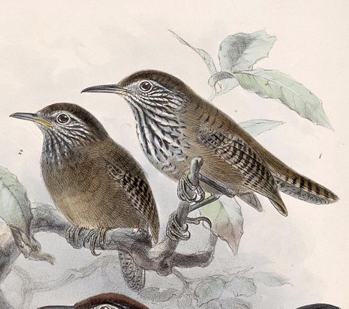 Stripe-breasted wren